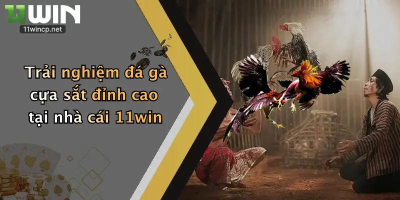 Trải nghiệm đá gà cựa sắt đỉnh cao tại nhà cái 11win